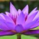 Reiki